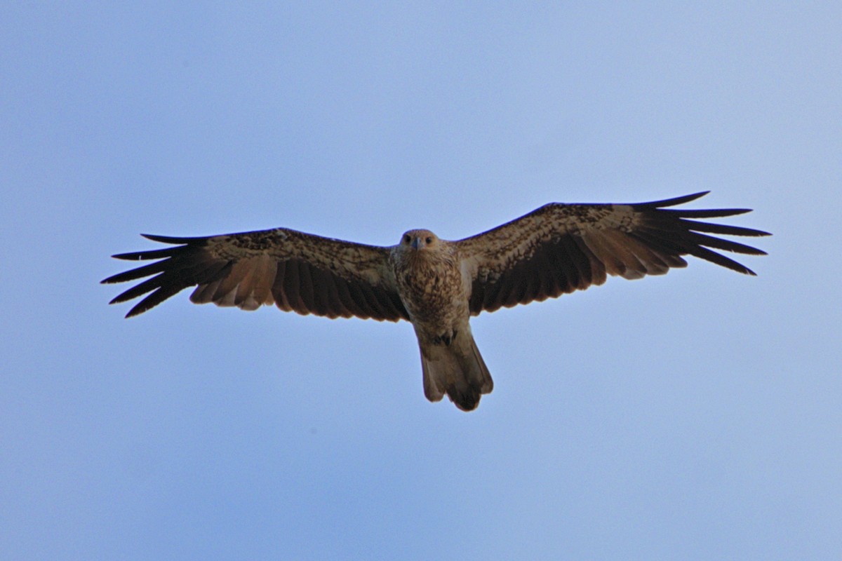 Whistling Kite - ML624142947