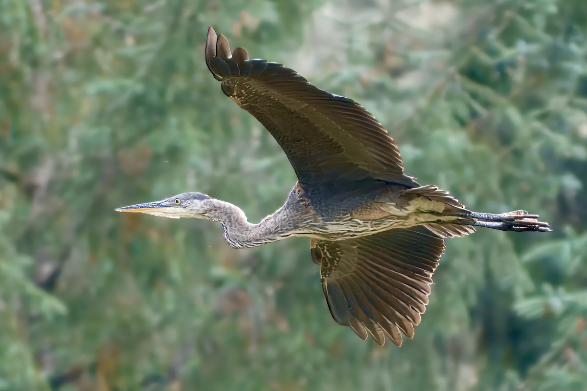 Great Blue Heron - ML624142949