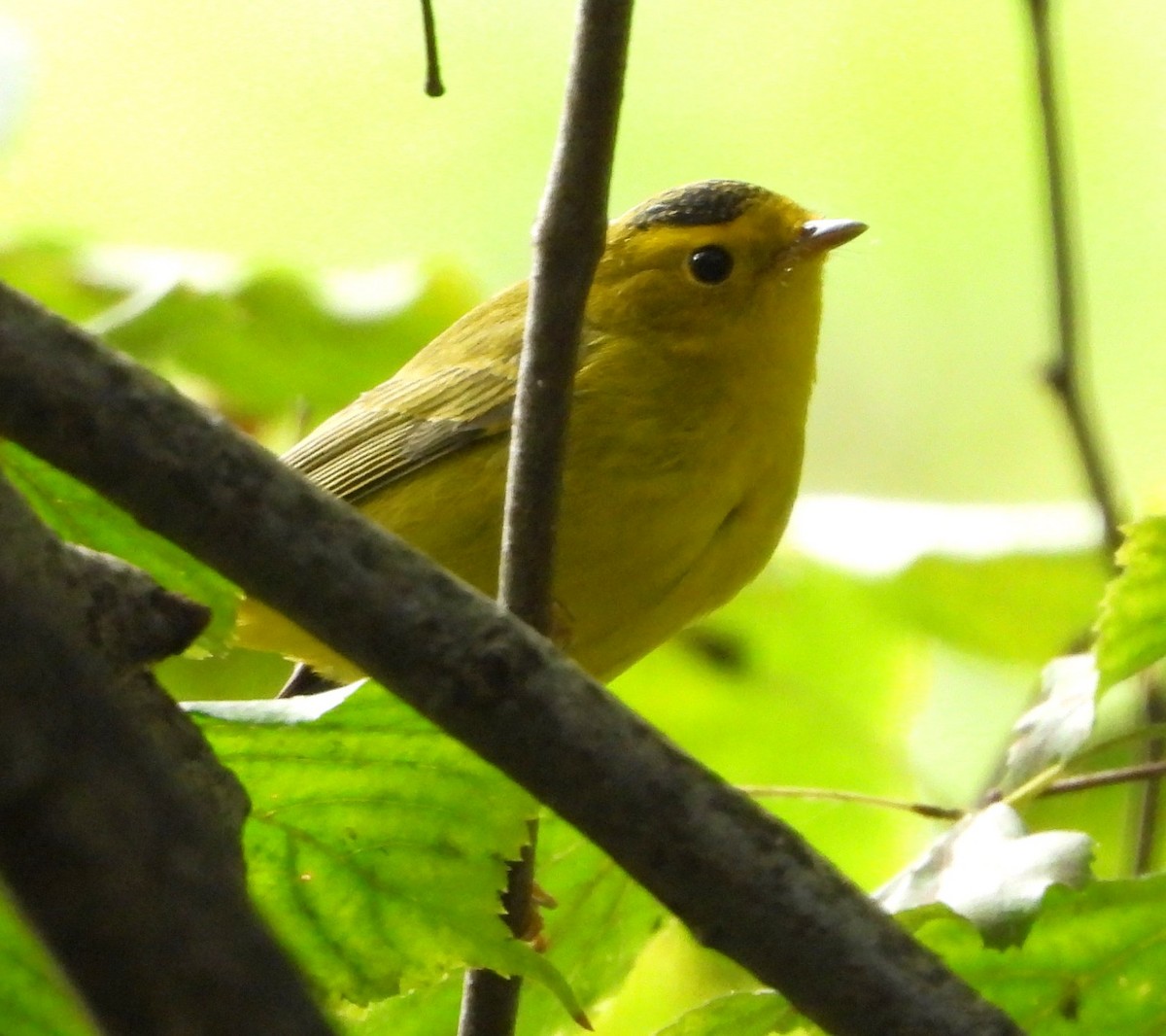 Wilson's Warbler - ML624142969