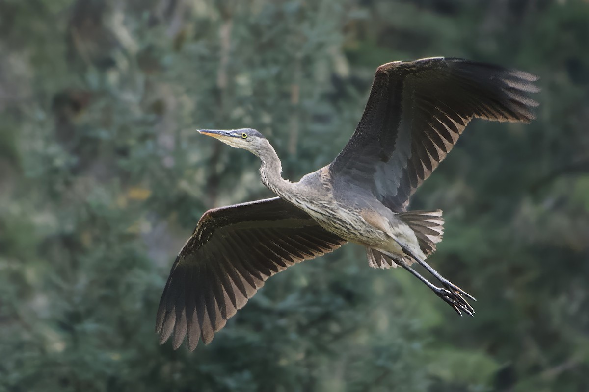 Great Blue Heron - ML624142970