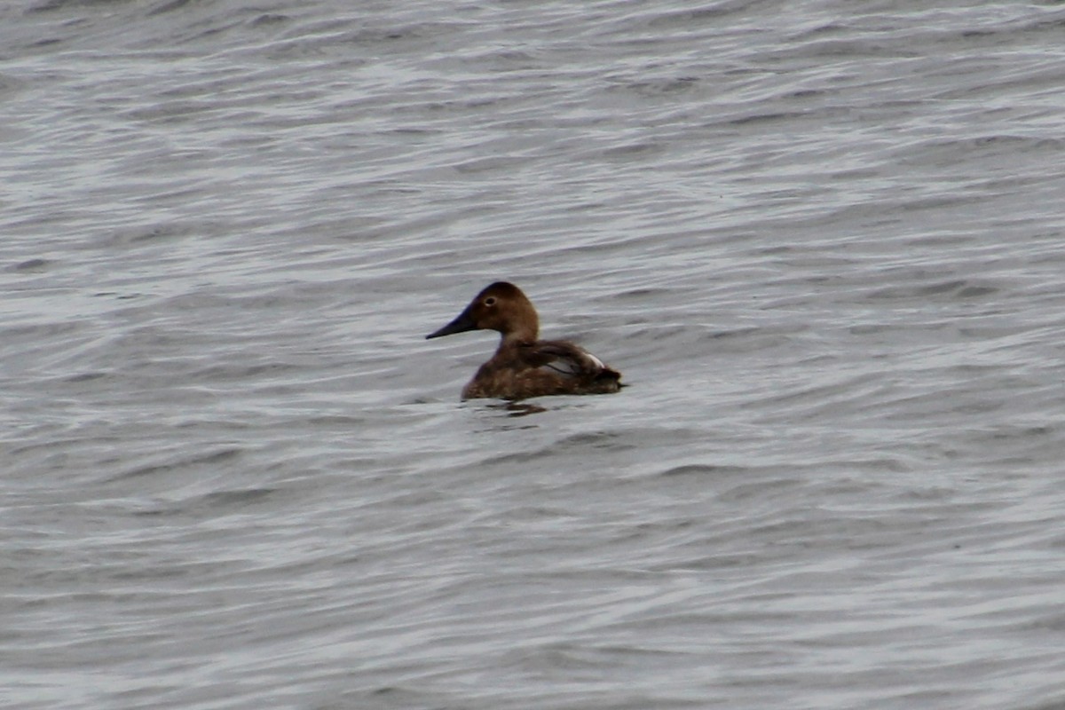 Canvasback - ML624142971