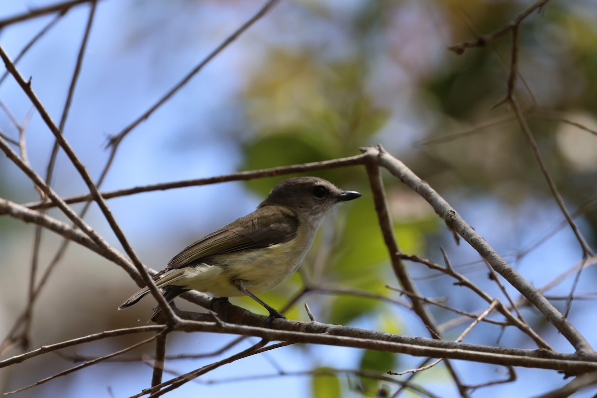 Gray Whistler - ML624142973