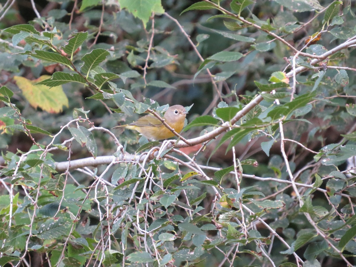 Nashville Warbler - ML624142976