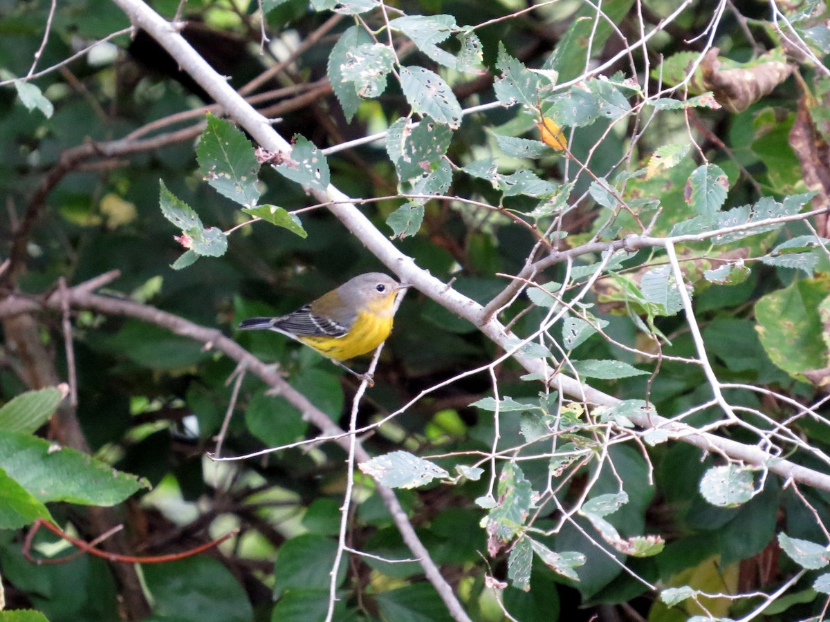 Magnolia Warbler - ML624142979