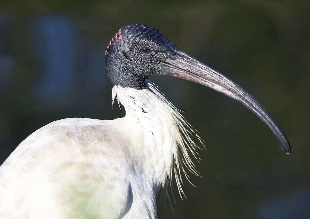 Australian Ibis - ML624143002