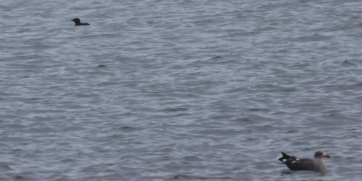 Rhinoceros Auklet - Walter Thorne