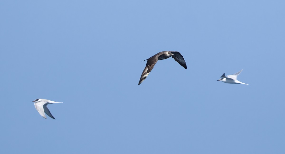 Common Tern - ML624143026