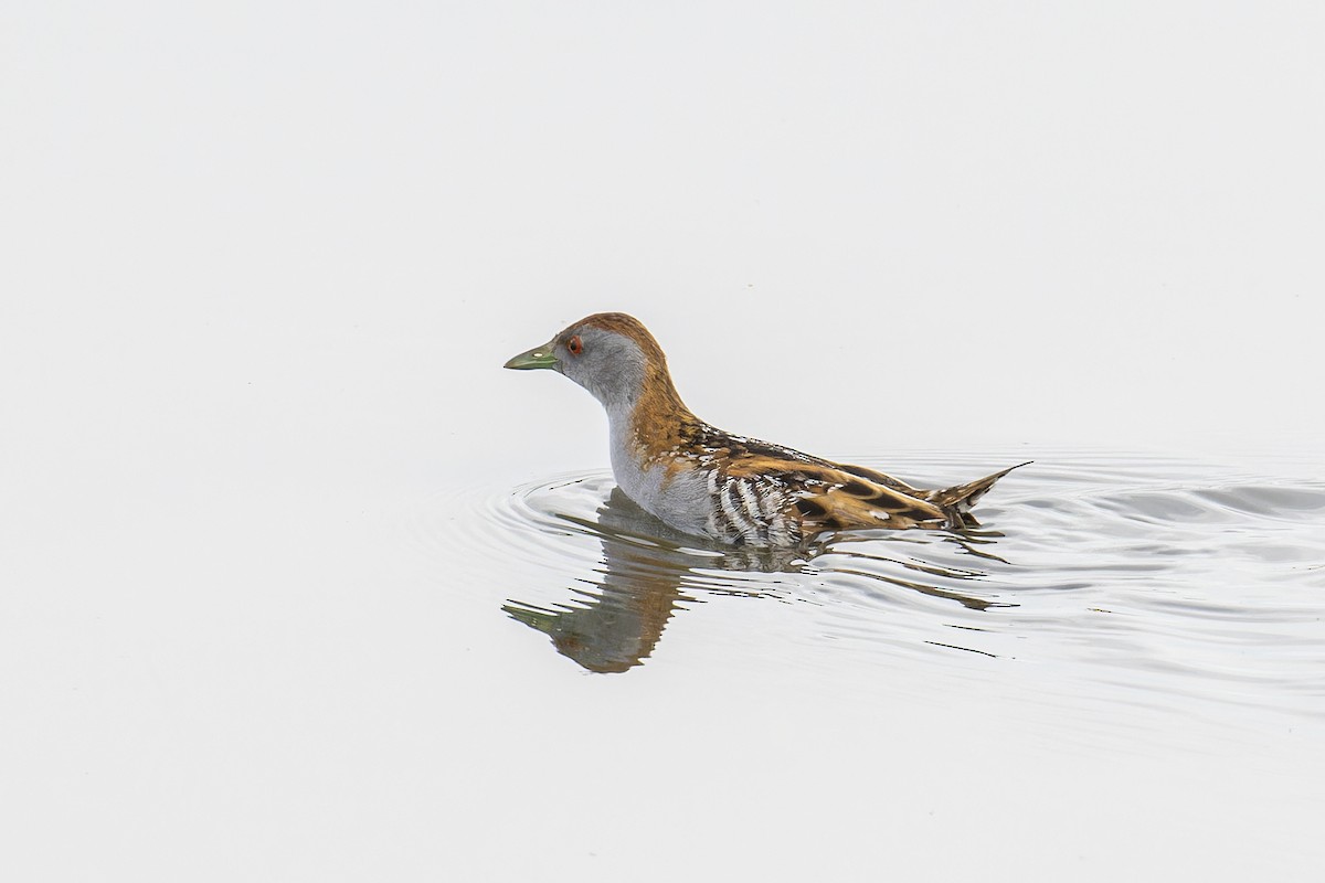 Baillon's Crake - Phil Marley