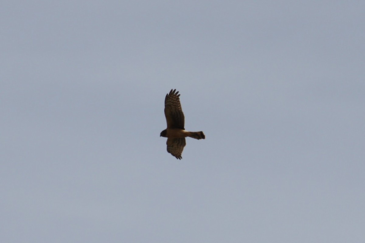 Northern Harrier - Isaiah McCourt