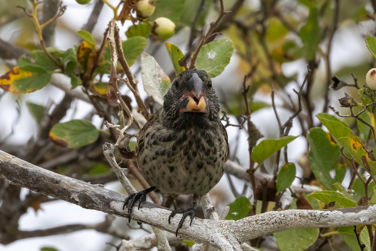 Large Ground-Finch - ML624143060