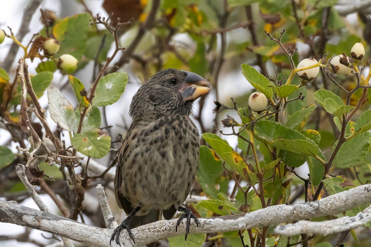 Large Ground-Finch - ML624143061