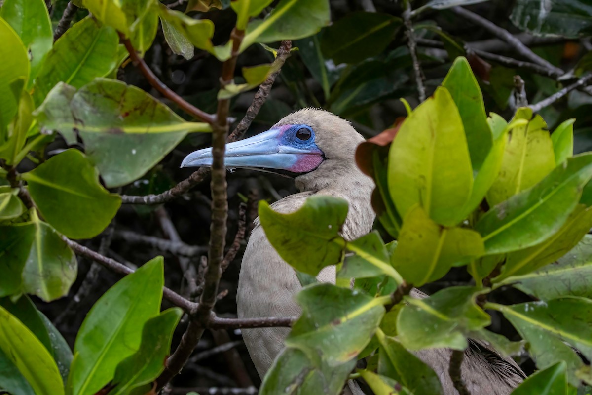 Red-footed Booby (Eastern Pacific) - ML624143069