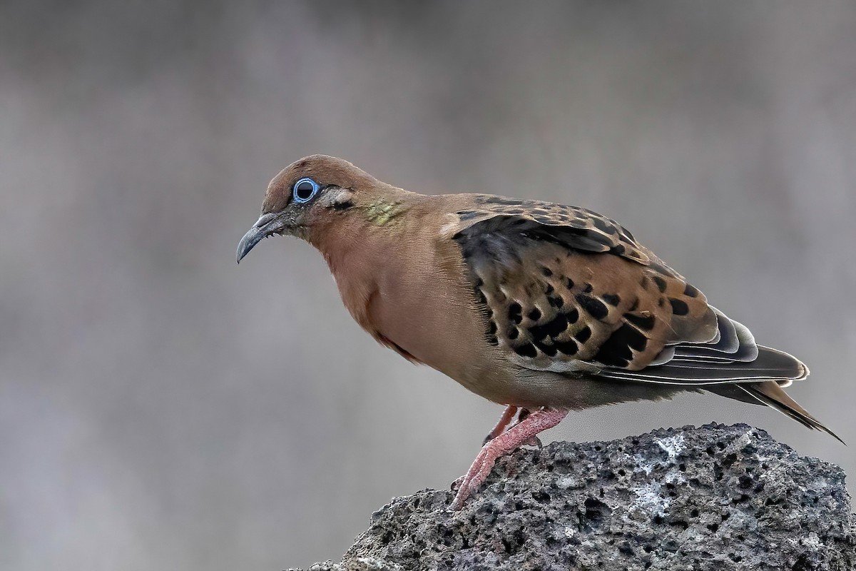 Galapagos Dove - Fred Hochstaedter