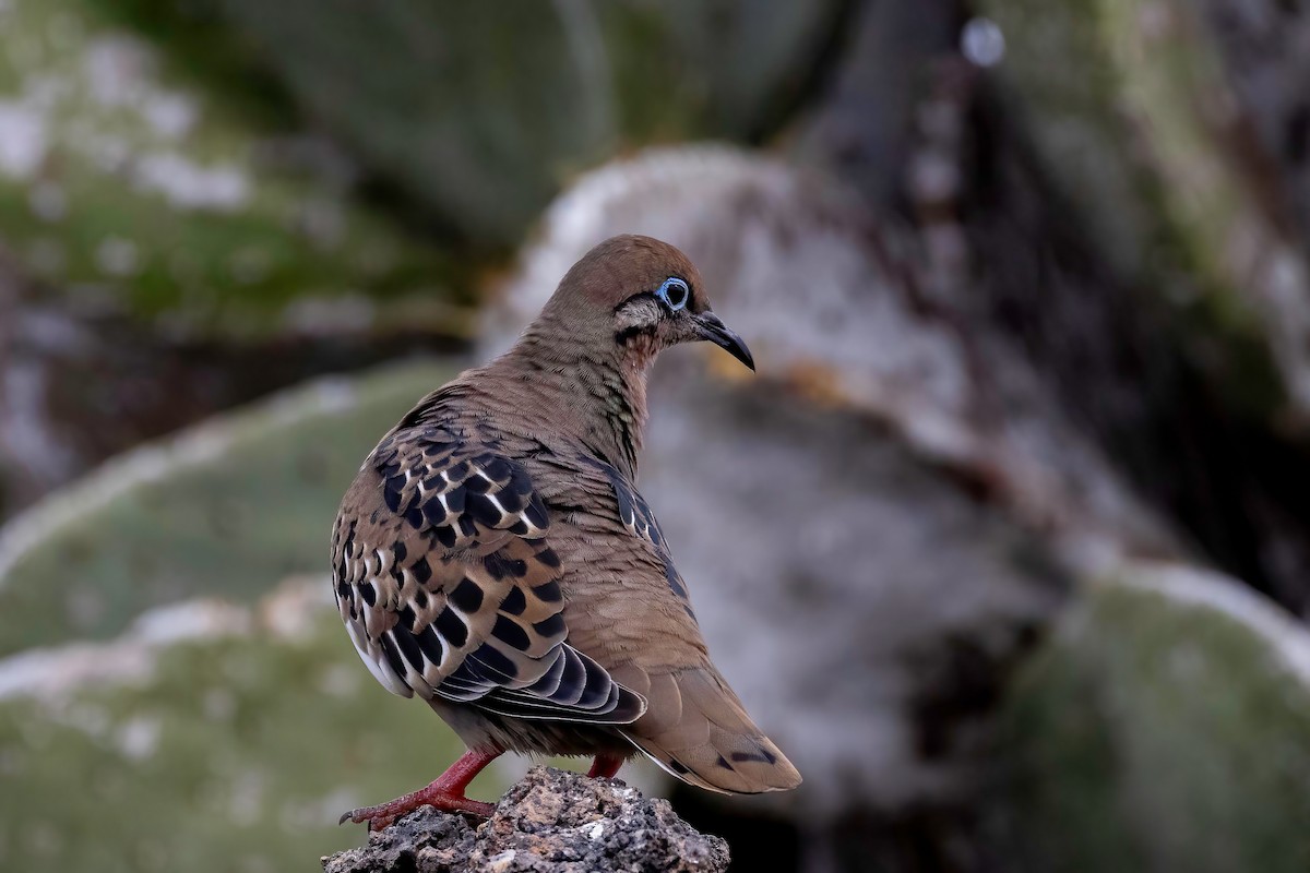 Galapagos Kumrusu - ML624143080