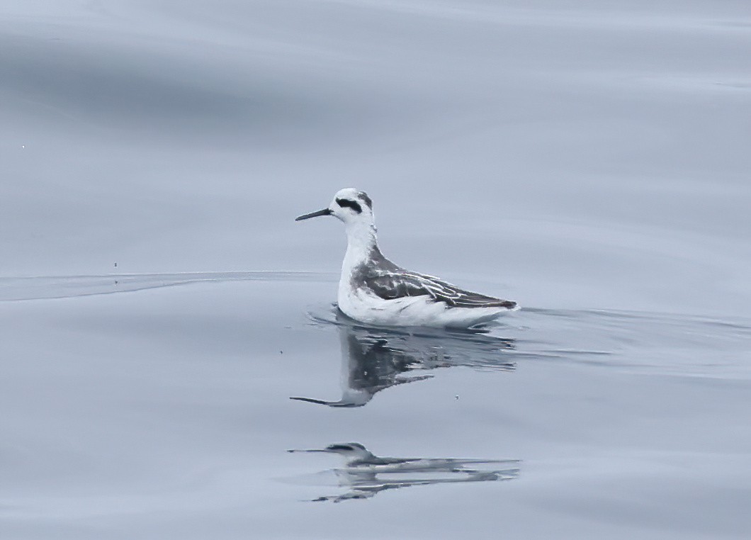 Phalarope à bec étroit - ML624143085