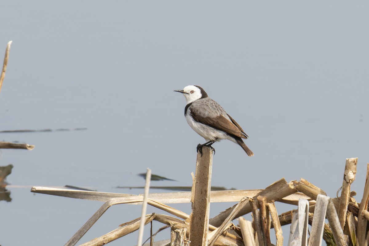 White-fronted Chat - ML624143086