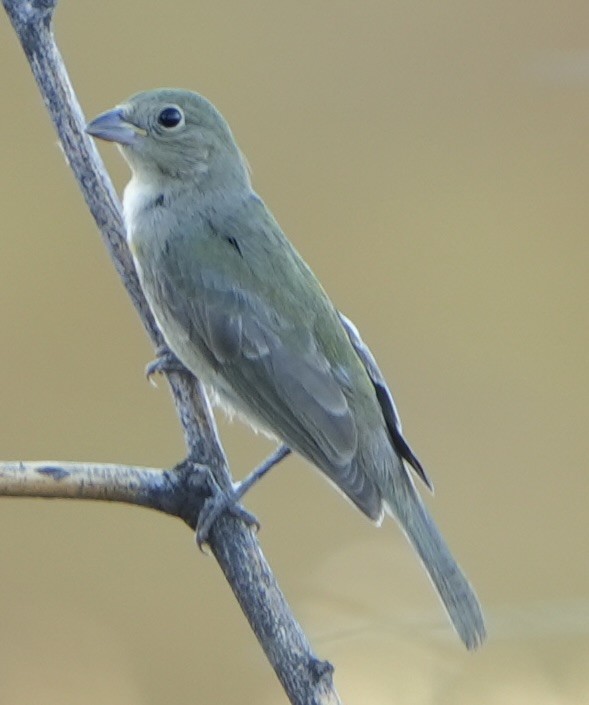 Painted Bunting - ML624143090