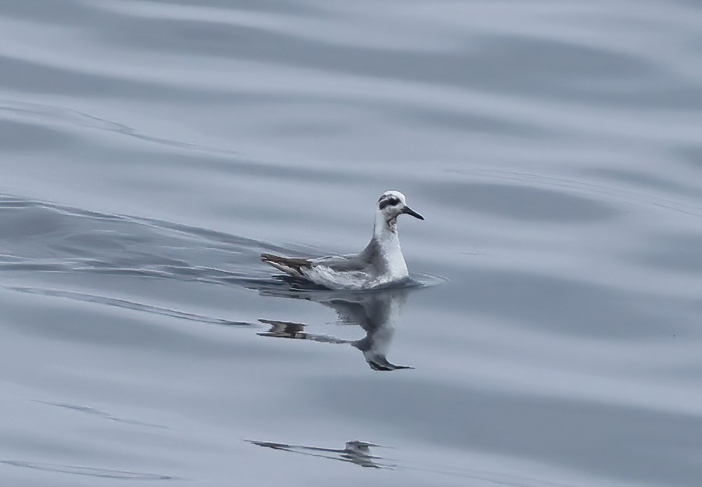 Phalarope à bec large - ML624143092