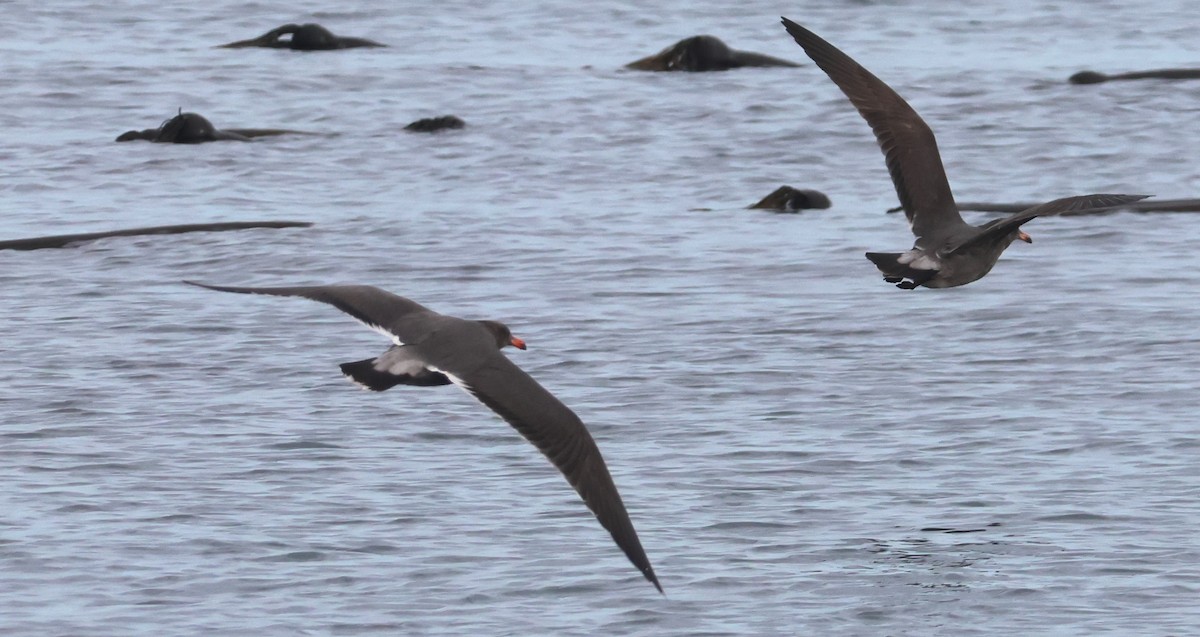 Gaviota Mexicana - ML624143110