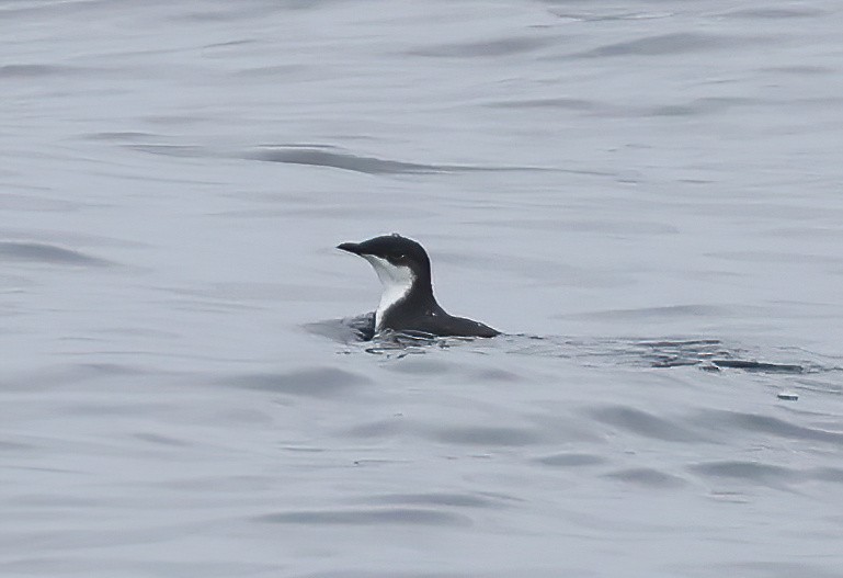 Scripps's Murrelet - ML624143113