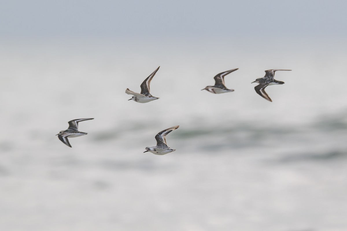 Bécasseau sanderling - ML624143128