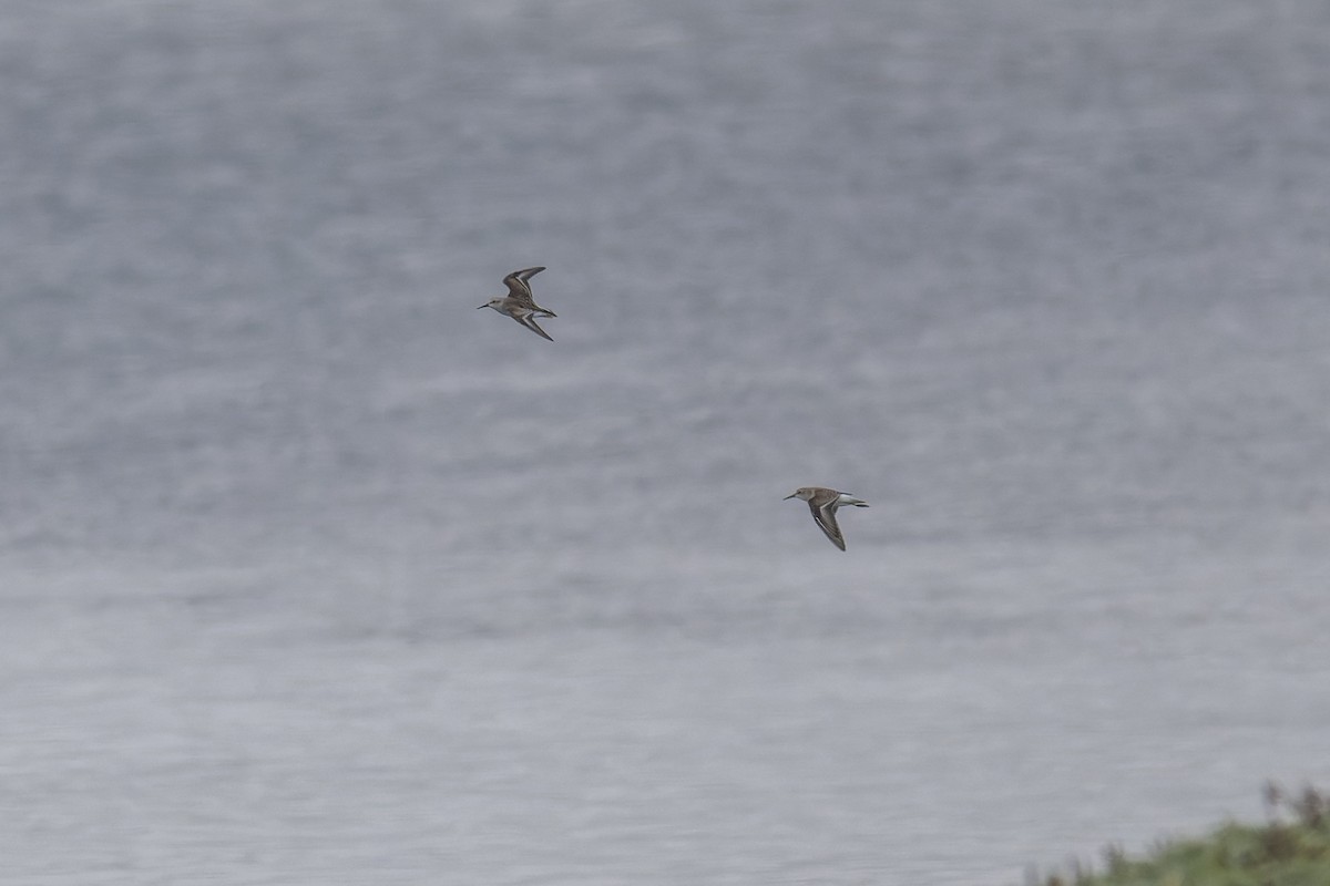 Bécasseau sanderling - ML624143129