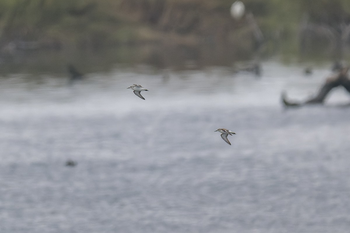 Bécasseau sanderling - ML624143130