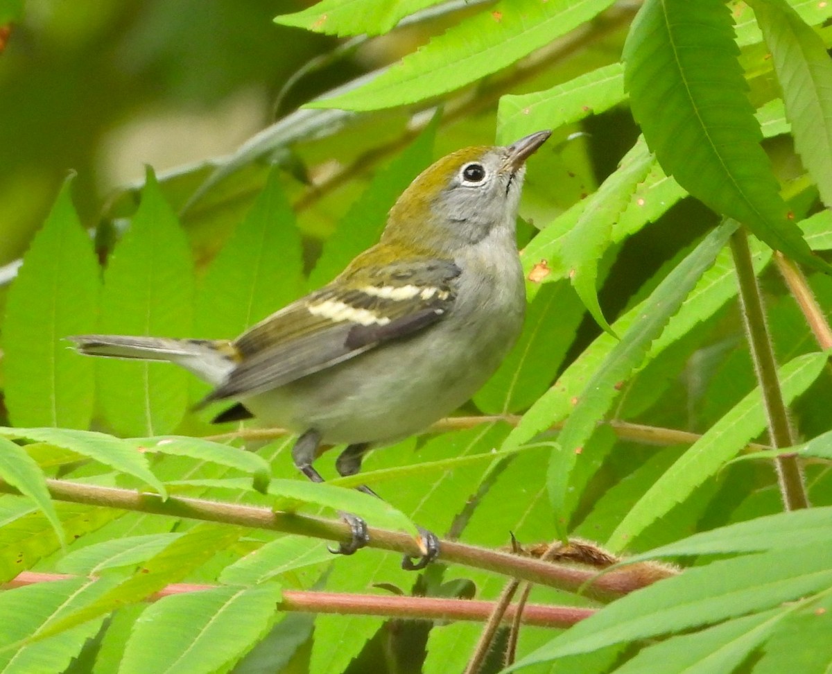 Chestnut-sided Warbler - Janet Pellegrini