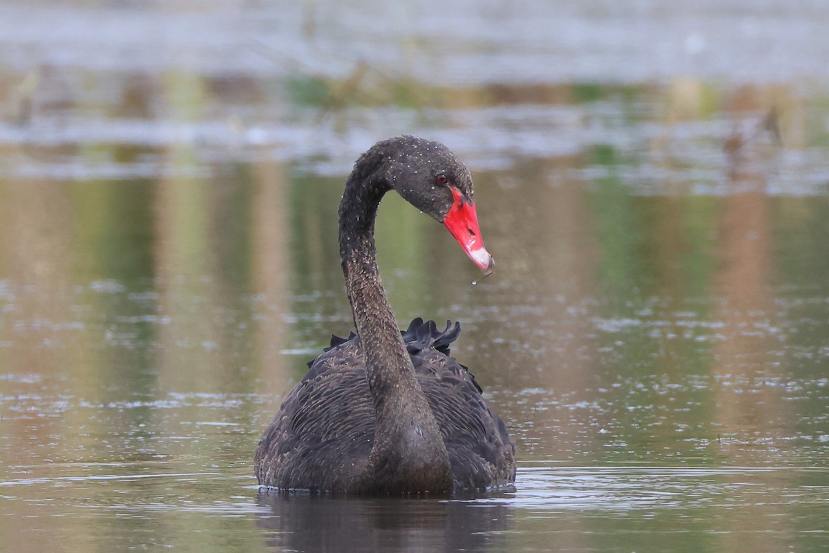 Black Swan - Tony Ashton