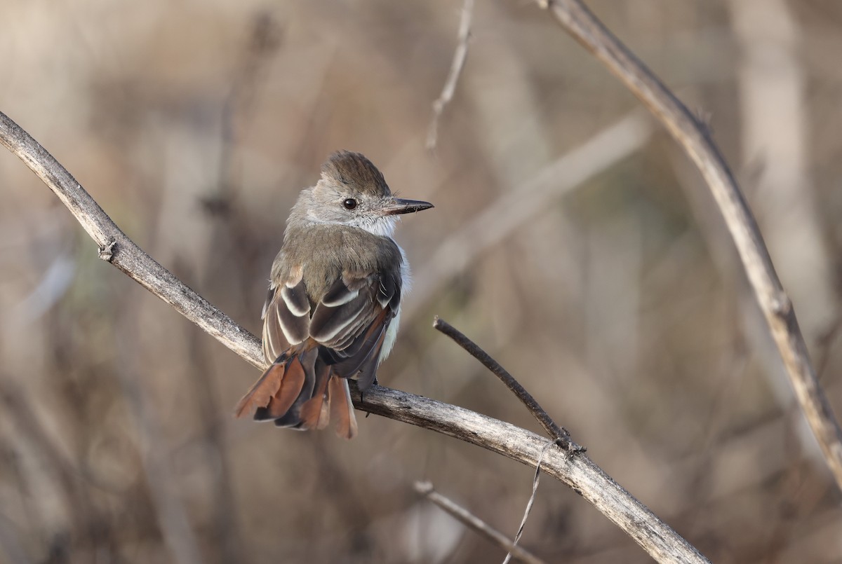 Ash-throated Flycatcher - Adrian Hinkle