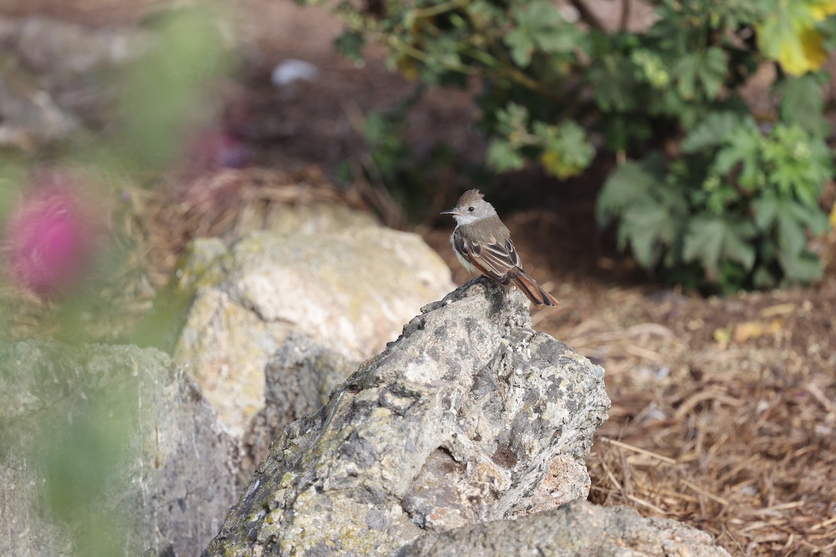 Ash-throated Flycatcher - ML624143194