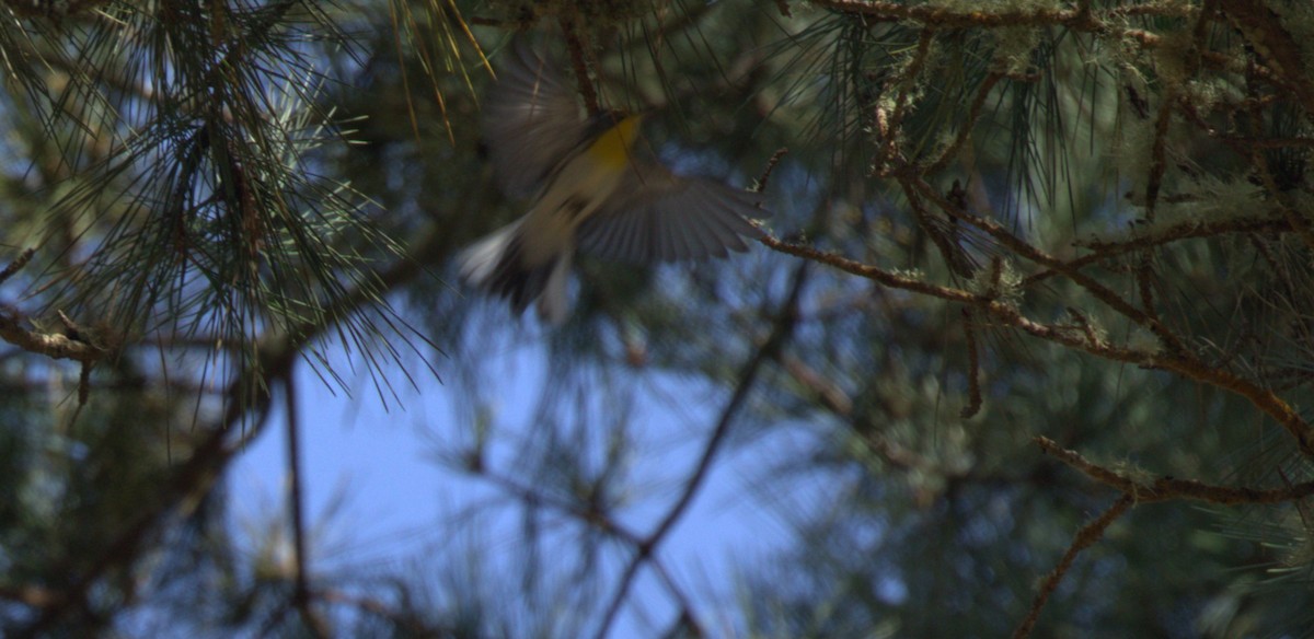 Grace's Warbler - ML624143229