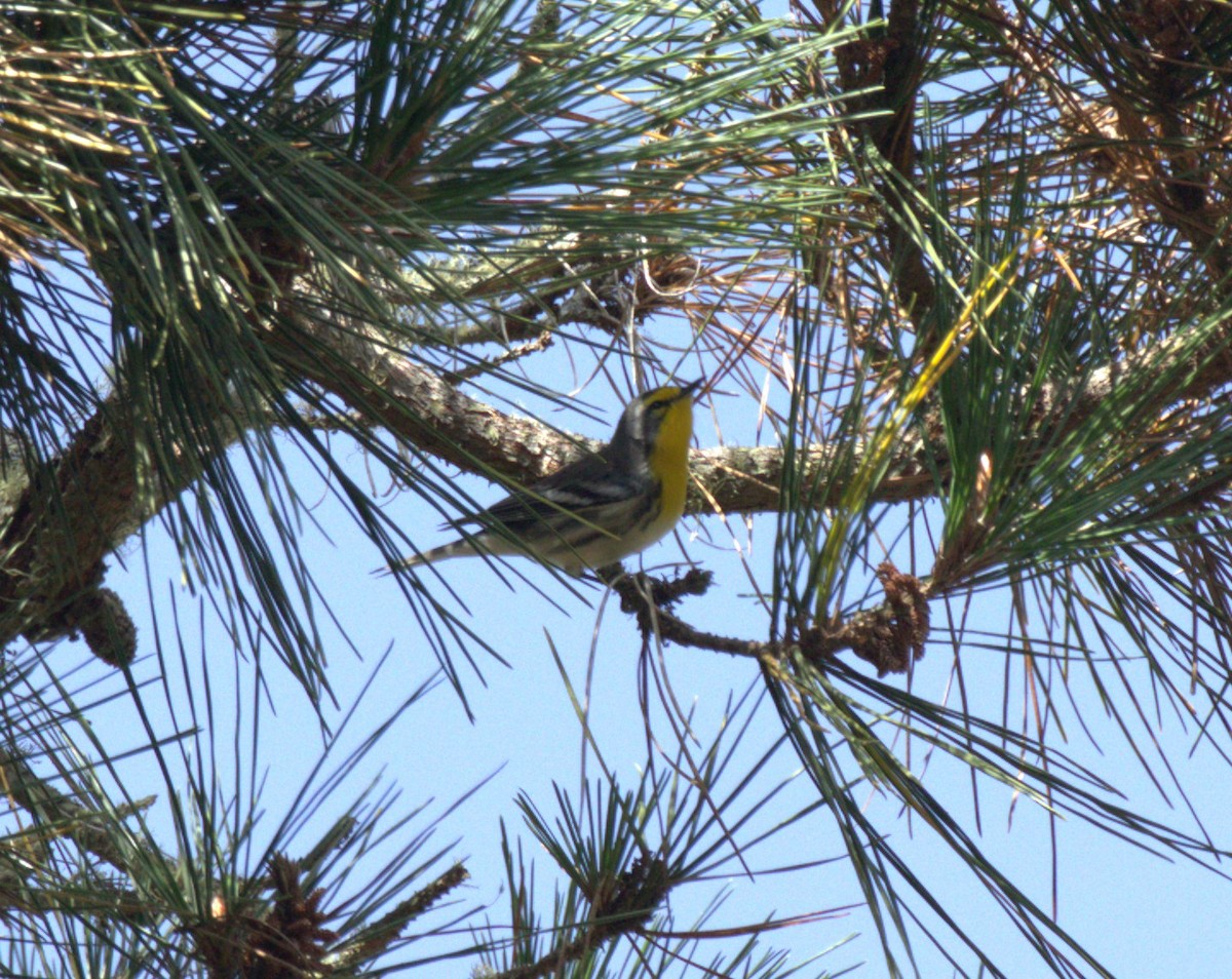 Grace's Warbler - ML624143231