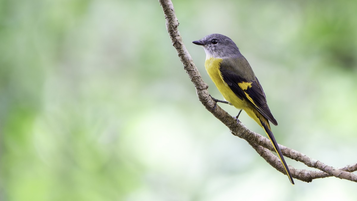 Gray-chinned Minivet (Gray-chinned) - ML624143239