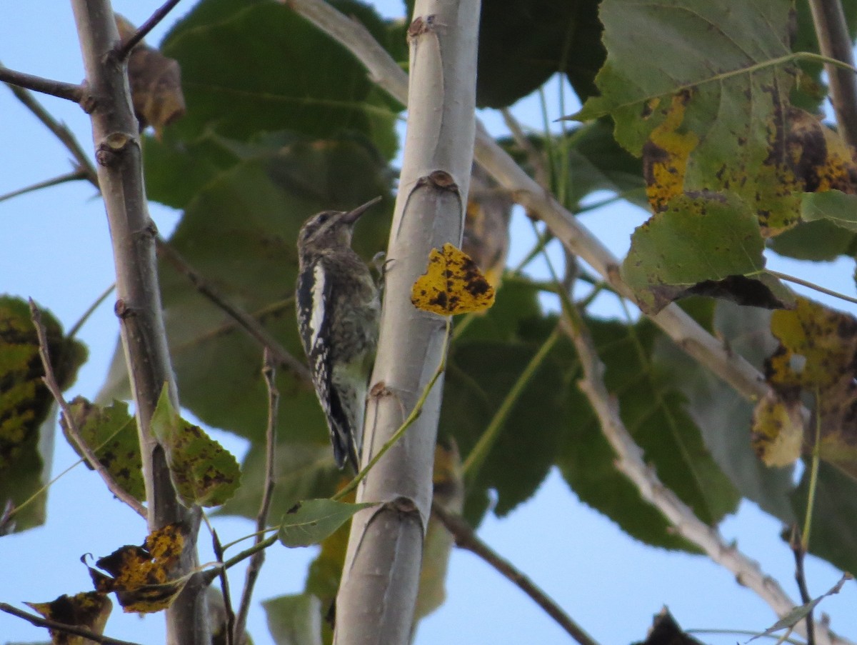 Yellow-bellied Sapsucker - ML624143245