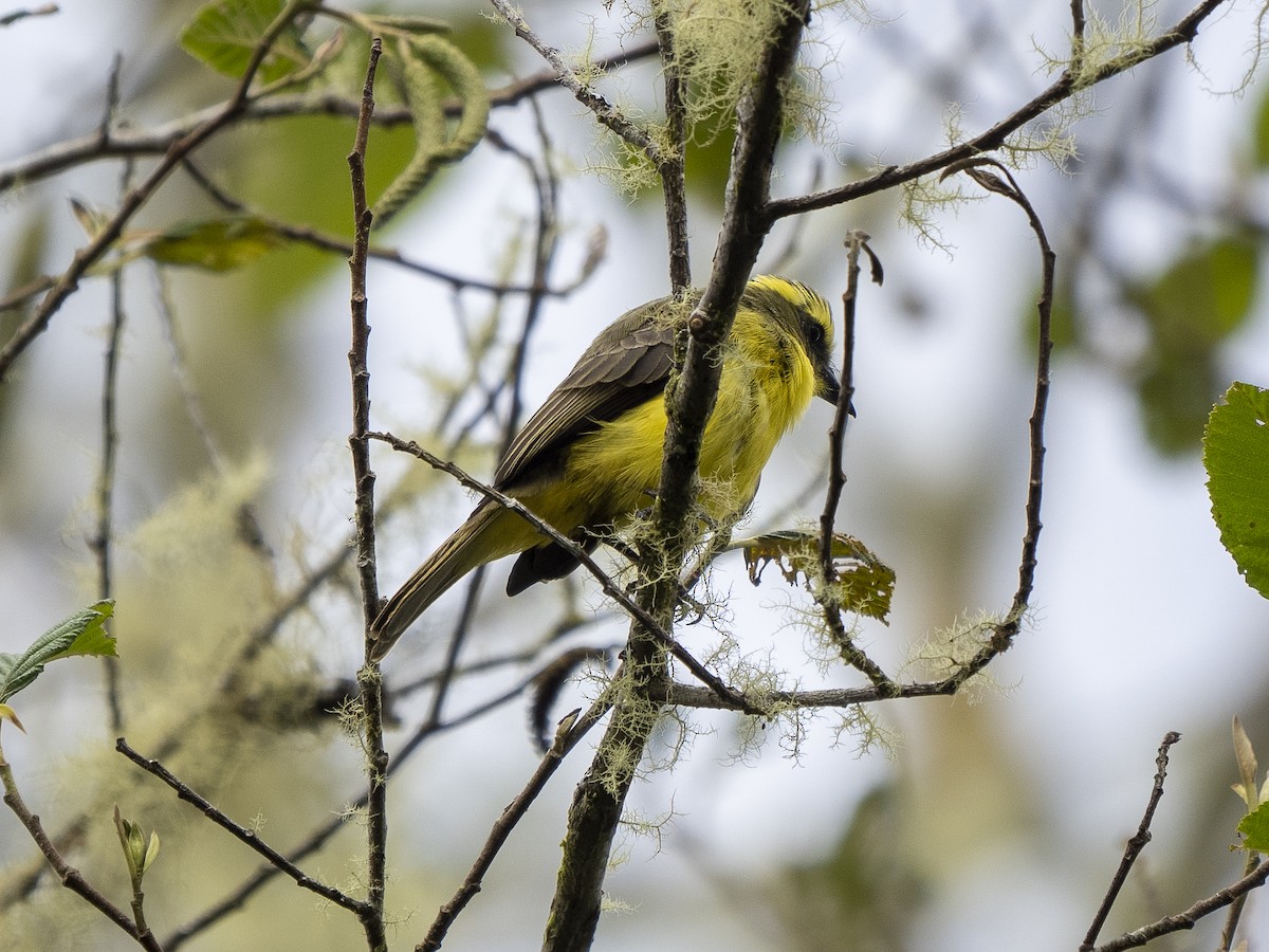 Lemon-browed Flycatcher - ML624143263