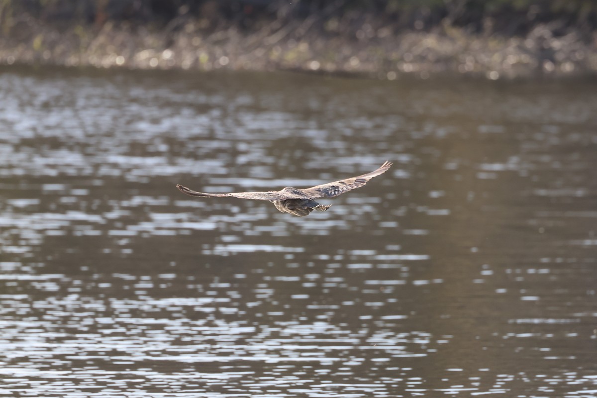 American Bittern - ML624143265