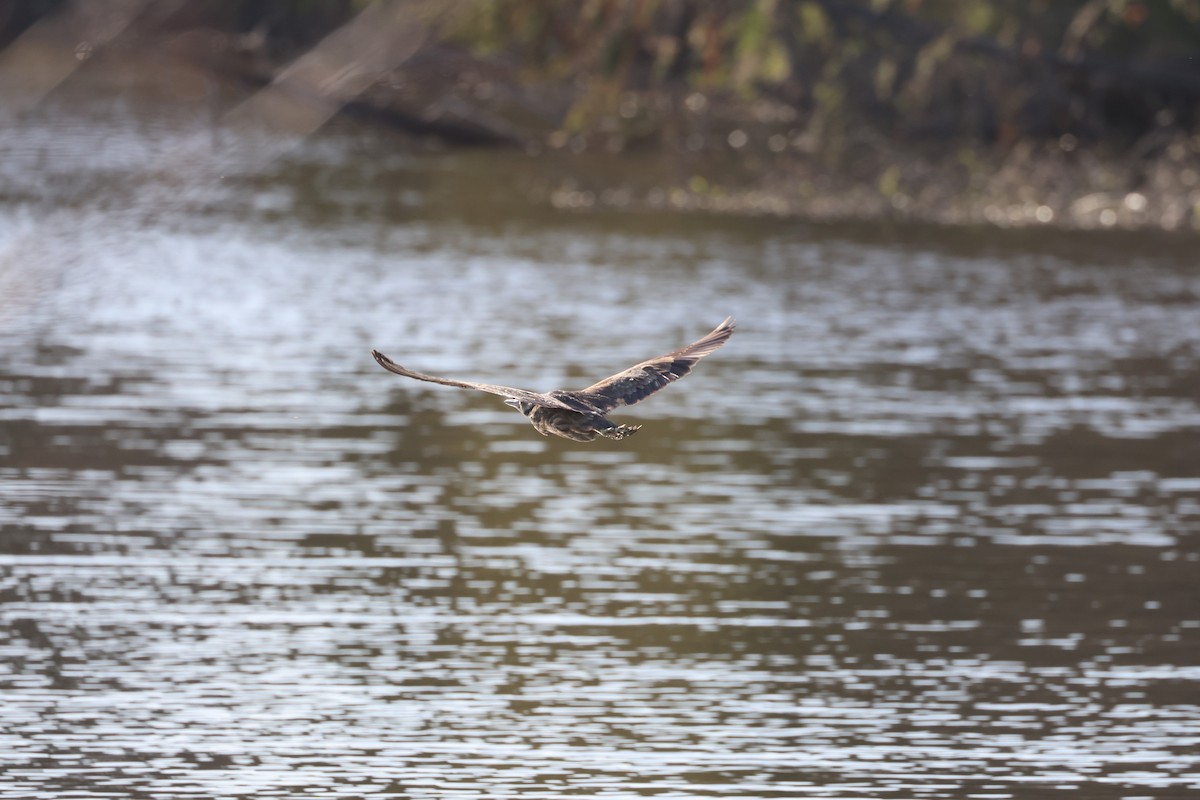 American Bittern - ML624143266