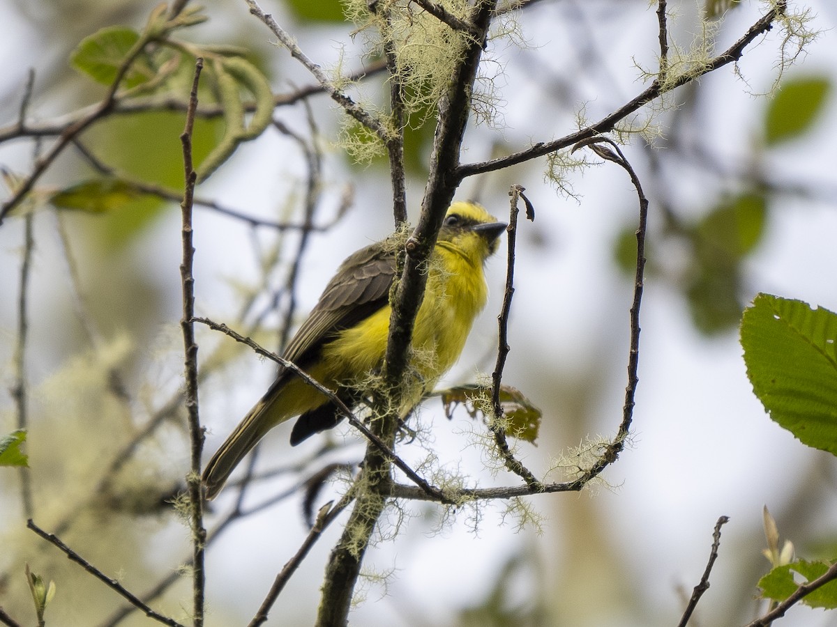 Lemon-browed Flycatcher - ML624143267