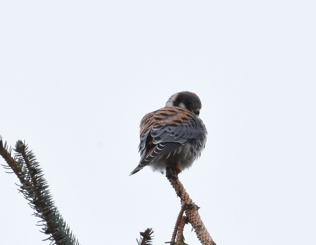 American Kestrel - ML624143310