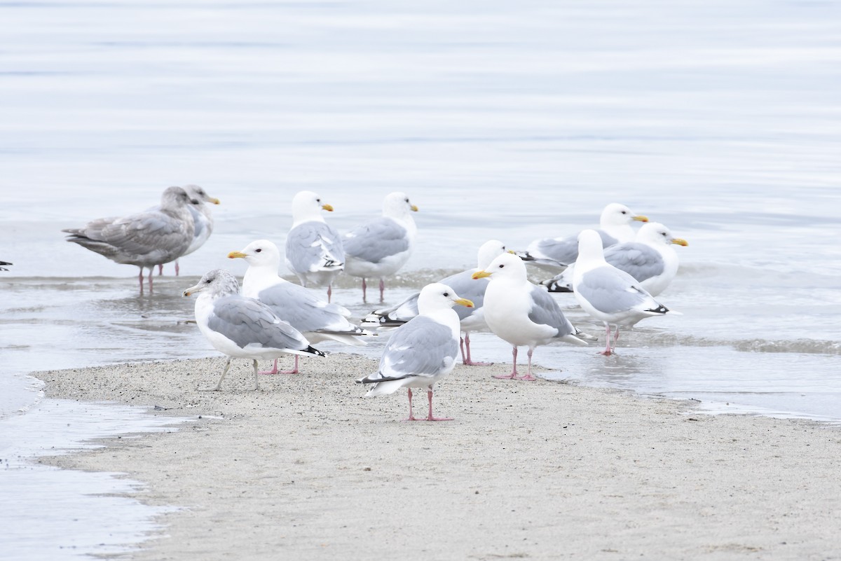 Iceland Gull (Thayer's) - ML624143332