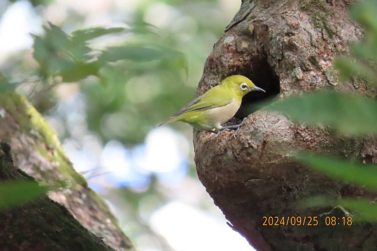 Warbling White-eye - ML624143341