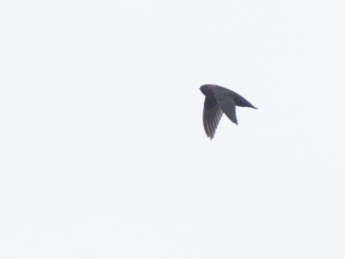 Chestnut-collared Swift - ML624143475