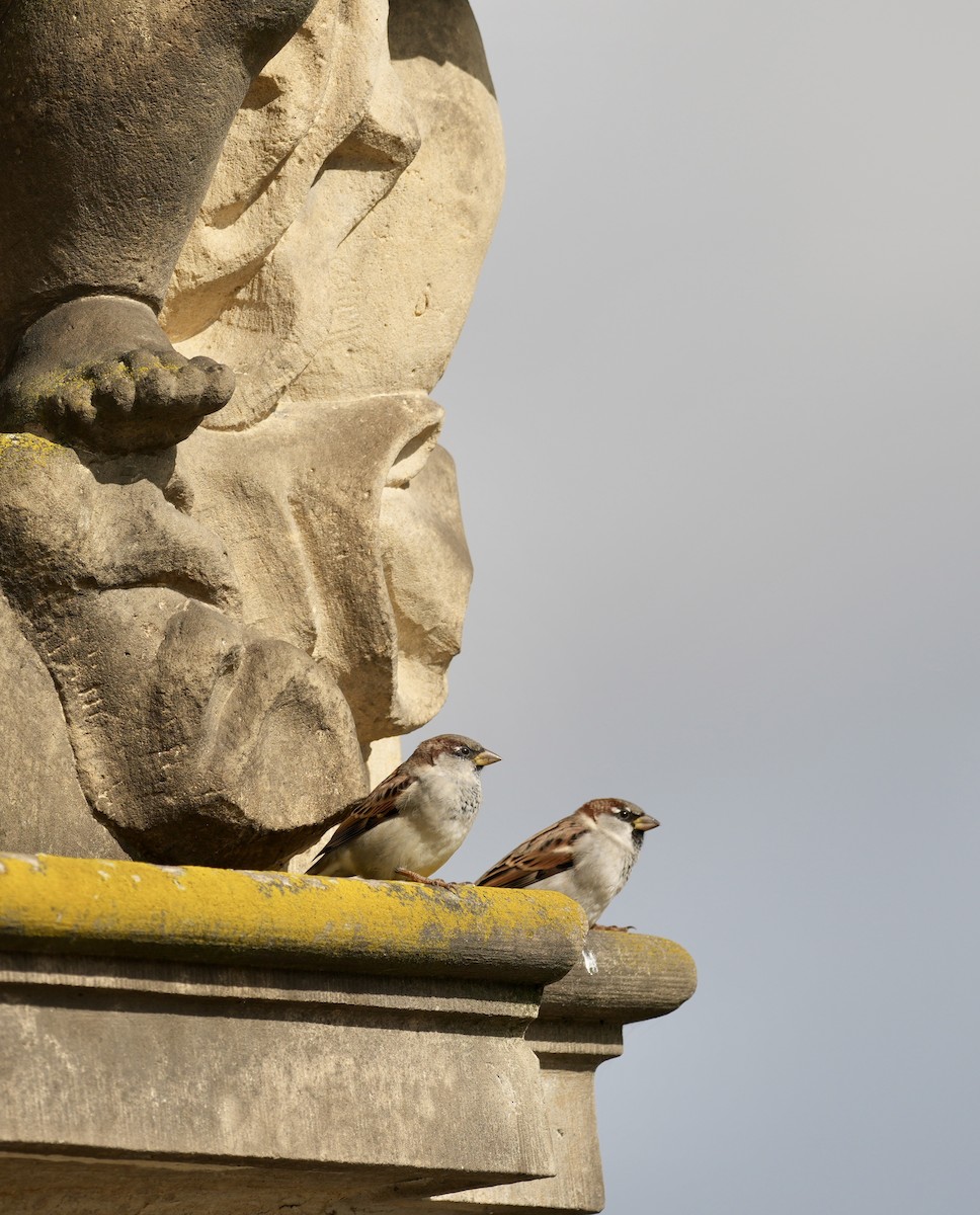 Moineau domestique - ML624143484