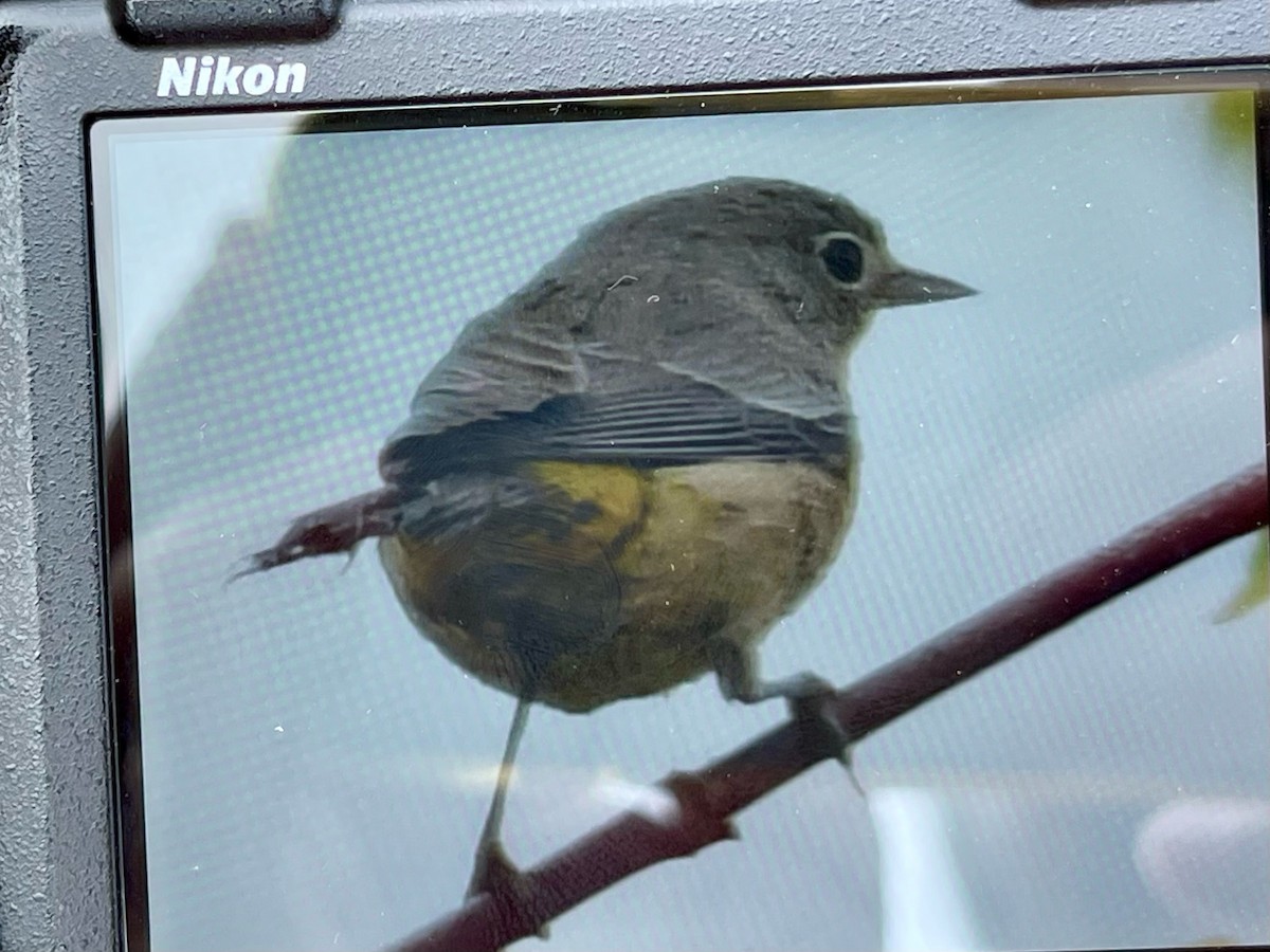 Virginia's Warbler - ML624143487