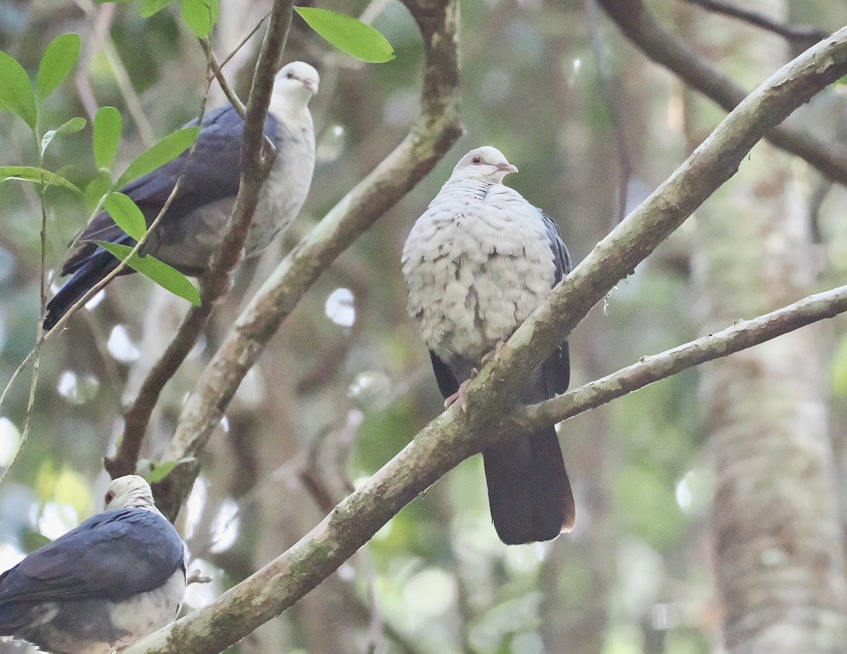 White-headed Pigeon - ML624143505