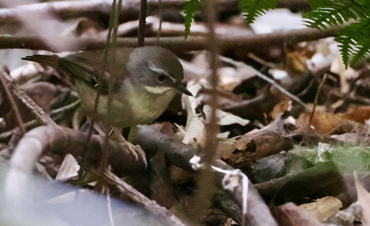 White-browed Scrubwren - Cheryl Cooper