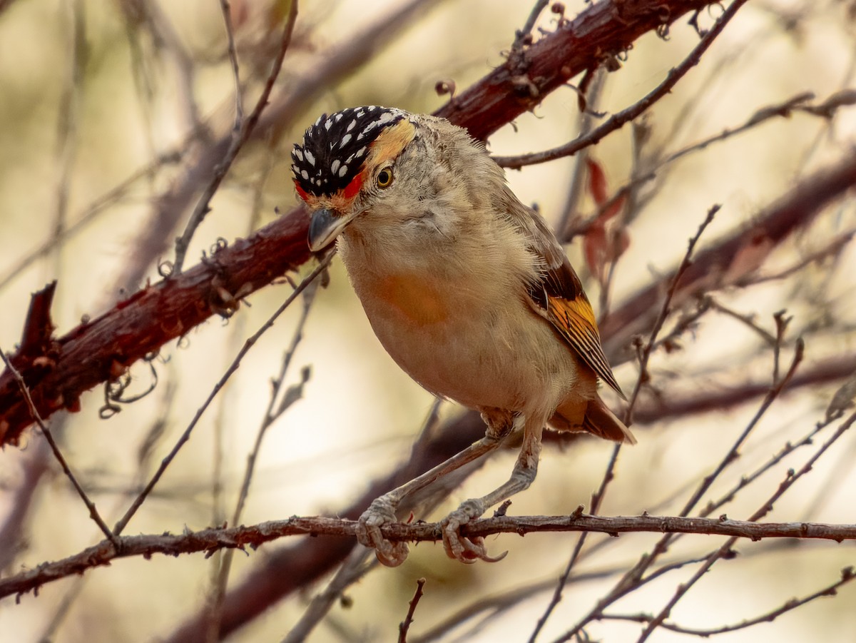 Red-browed Pardalote - ML624143535