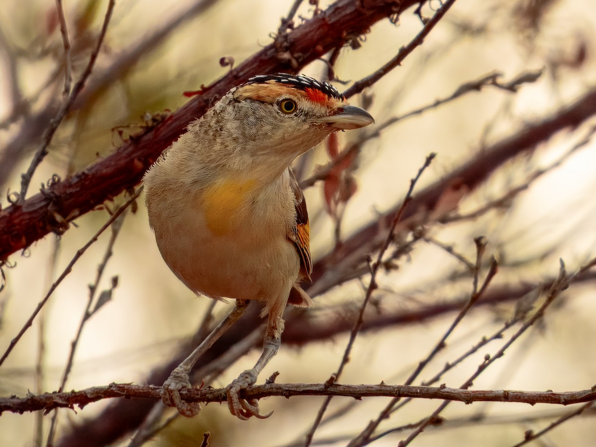 Red-browed Pardalote - ML624143537