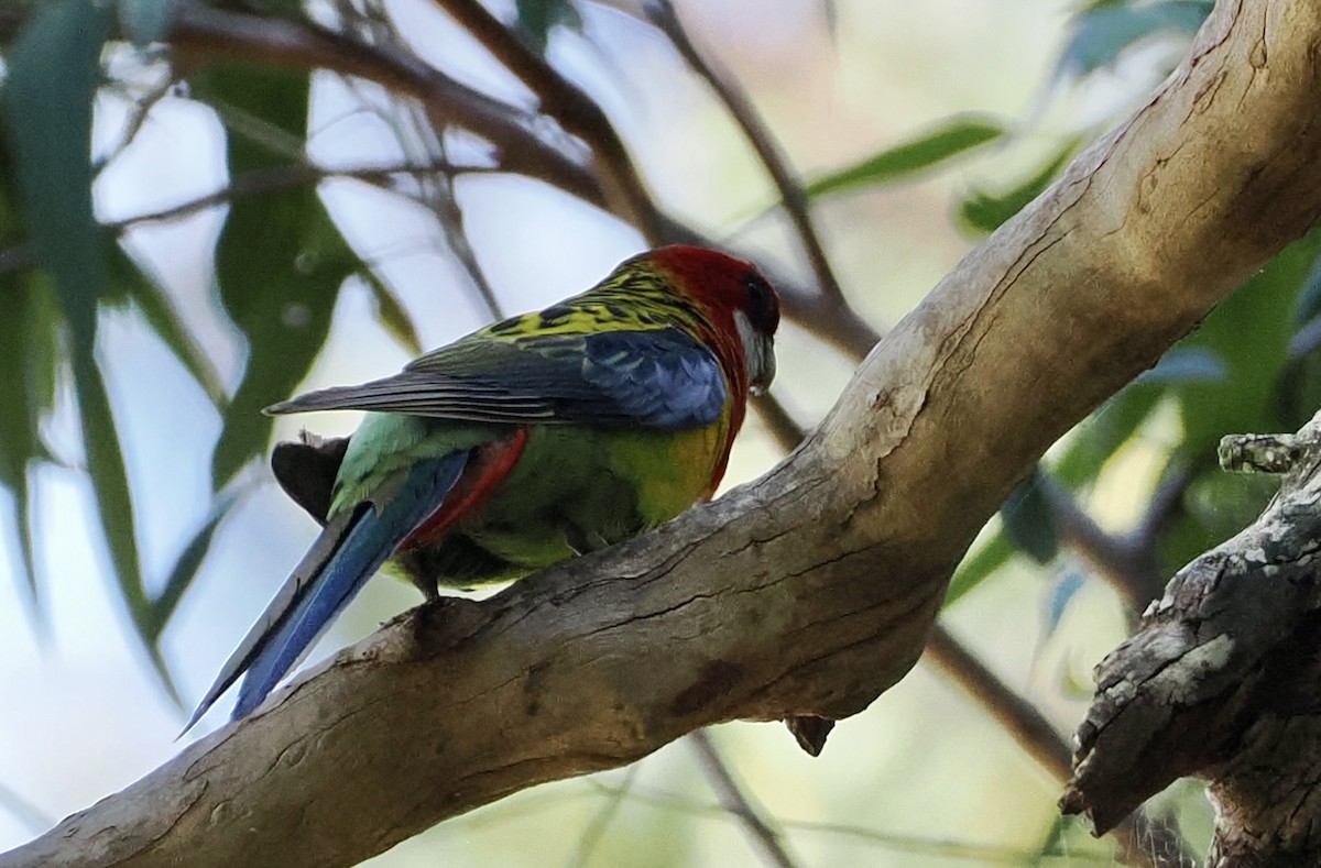 Perico Multicolor - ML624143549